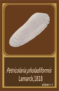 Petricolaria pholadiformis