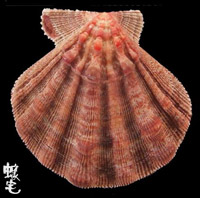 獅爪海扇蛤