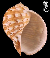 中華鶉螺