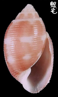 紅斑捻螺