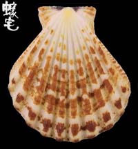 粗肋海扇蛤