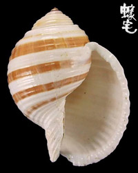 褐帶鶉螺