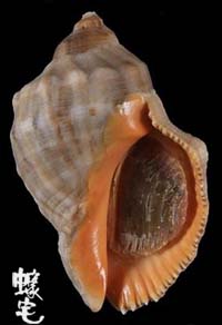 Haemastoma岩螺