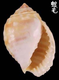 粗齒鶉螺