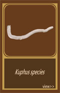 Kuphus species
