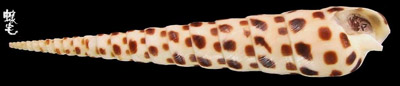 黑斑筍螺