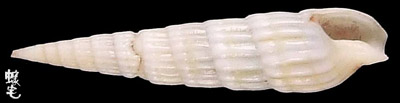 Benthalis筍螺