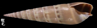 土灰筍螺