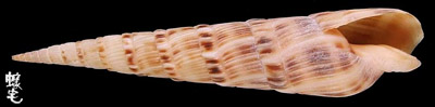 塞內加爾筍螺
