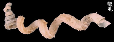 刺蚯蚓螺1拷貝