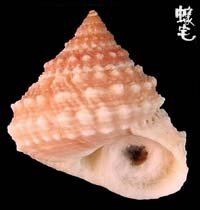 棘玉黍螺 1拷貝