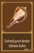 Turbinella pyrum dentata