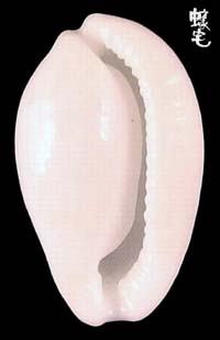 牙白海兔螺拷貝