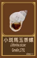 小斑馬玉黍螺