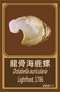 龍骨海鹿螺