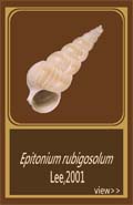 Epitonium rubigosolum
