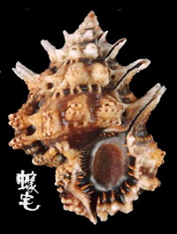 黑口蛙螺拷貝