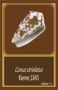 Striolatus芋螺