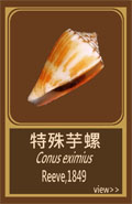 特殊芋螺
