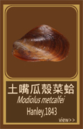 土嘴瓜殼菜蛤