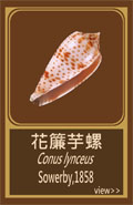 花簾芋螺