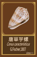 唐草芋螺