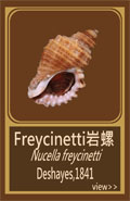 Freycinetti岩螺