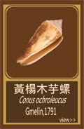 黃楊木芋螺