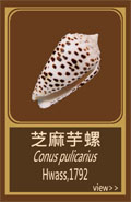 芝麻芋螺