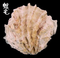 岩牡蠣 3拷貝