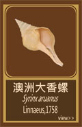 澳洲大香螺