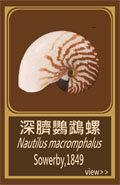 深臍鸚鵡螺