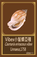 Vibex小鬘螺亞種
