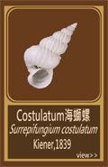Costulatum海螄螺