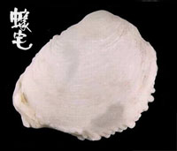 日本石咸蛤 1拷貝