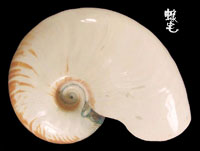 廣臍鸚鵡螺拷貝