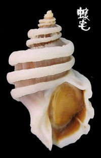 龍骨岩螺 1拷貝