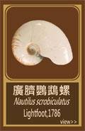廣臍鸚鵡螺