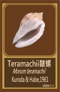 Teramachii皺螺