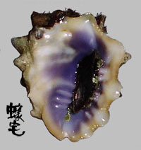 紫口岩螺 3拷貝