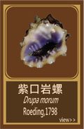 紫口岩螺
