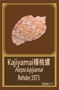 Kajiyamai楊桃螺