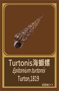 Turtonis海螄螺