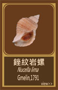 銼紋岩螺
