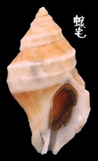 鱗片岩螺 2拷貝