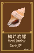 鱗片岩螺