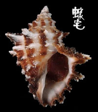 鱗棘岩螺 4拷貝