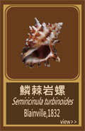 鱗棘岩螺
