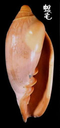 南非穀米螺拷貝