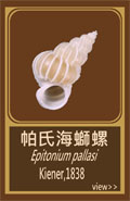 帕氏海螄螺